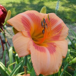 May include: A daylily flower with soft peach and coral-pink petals, featuring a vibrant yellow throat and prominent dark-tipped stamens extending from the center. The bloom displays a delicate color gradient with deeper pink hues near the base.