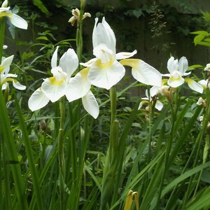 SEEDS: LIMITED-Supply. Iris Alba, White Flag Iris, 20 Seed, Free Shipping within Continental USA, Summer, 2023 Harvest image 3