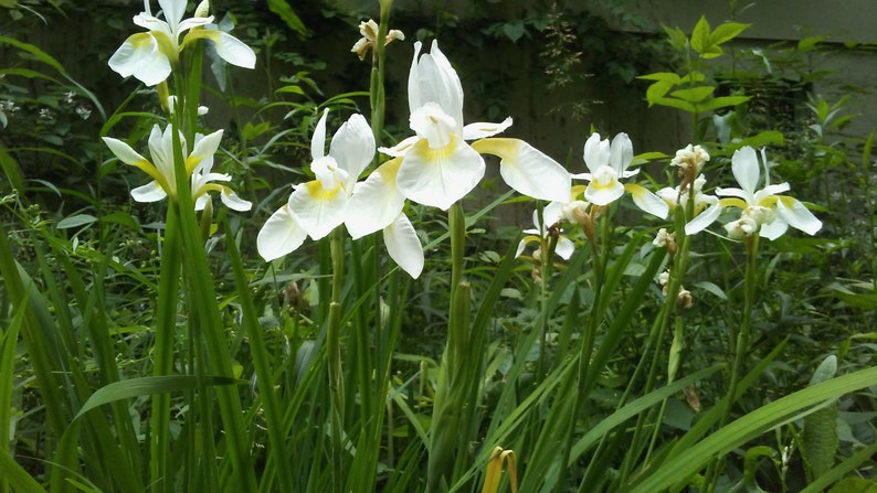 SEEDS: LIMITED-Supply. Iris Alba, White Flag Iris, 20 Seed, Free Shipping within Continental USA, Summer, 2023 Harvest image 3