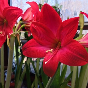 May include: Close-up of red amaryllis flowers in bloom. The flowers have long, pointed petals and yellow centers. The flowers are in focus, while the green leaves and stems are blurred in the background.