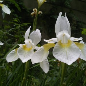 SEEDS: LIMITED-Supply. Iris Alba, White Flag Iris, 20 Seed, Free Shipping within Continental USA, Summer, 2023 Harvest image 2
