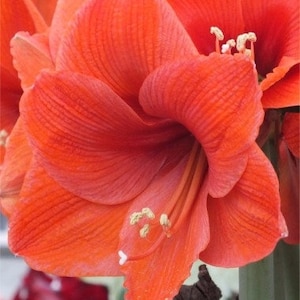 12+ Amaryllis NARANJA SEEDS (the Orange Amaryllis/Large Blooms), Gardening Project, Ship Free to Continental USA; 1.95 U.S./Pack to Canada