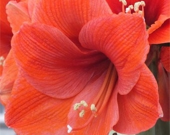 12+ Amaryllis NARANJA SEEDS (the Orange Amaryllis), Gardening Project, Free Shipping to Continental USA; 1.95 us dollars per Pack to Canada