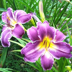 7 Daylily Seeds from INDIAN GIVER