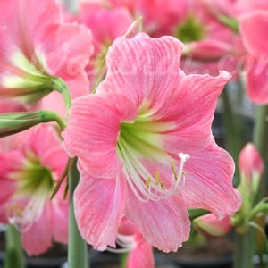 AMARYLLIS SEEDS:  from Mixed Pink Varieties, 12+ Seeds, Free Shipping to continental USA; Also ship to Canada