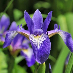 RÉCOLTE Été 2025 ; Approvisionnement LIMITÉ, graines d'iris drapeau bleu indigènes, plus de 25 graines, livraison gratuite aux États-Unis continentaux