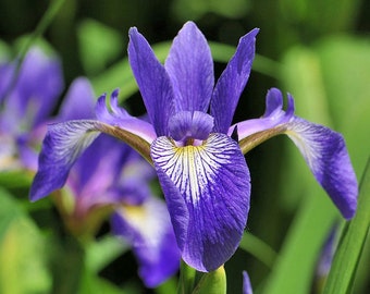 Summer 2024 HARVEST; LIMITED Supply, Native Blue Flag Iris Seeds, 25+ seeds, Free Shipping within Continental USA