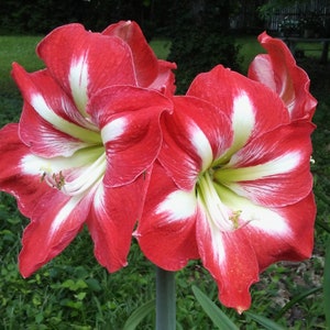 May include: Close-up of vibrant red and white amaryllis flowers in full bloom. The petals display a striking pattern of red with bold white stripes. The flowers are set against a backdrop of green grass and foliage, creating a natural and colorful scene.