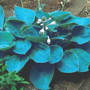Hosta Elegans Seeds, 12-15 seeds Harvested 10/'24