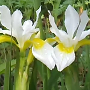 SEEDS: LIMITED-Supply. Iris Alba, White Flag Iris, 20 Seed, Free Shipping within Continental USA, Summer, 2023 Harvest image 1