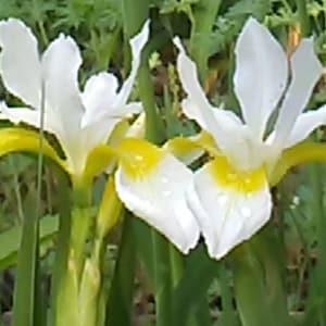 May include: Close-up of two white iris flowers with yellow accents in a garden setting. The petals are delicate and slightly ruffled, with a vibrant yellow base. Green foliage surrounds the flowers, creating a natural backdrop.