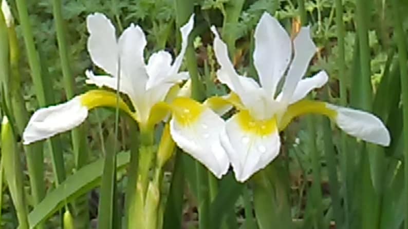 SEEDS: LIMITED-Supply. Iris Alba, White Flag Iris, 20 Seed, Free Shipping within Continental USA, Summer, 2023 Harvest image 1