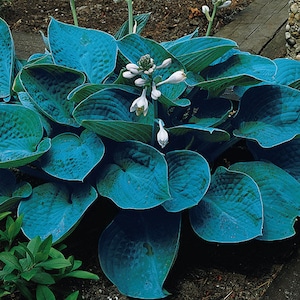 Hosta Elegans Seeds, 12-15 seeds Harvested 10/&#39;24