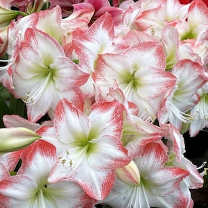 SEED from Amaryllis SOFIA, 10-12 Very Fresh Seed; Free Shipping within Continental USA, Now Shipping to Canada