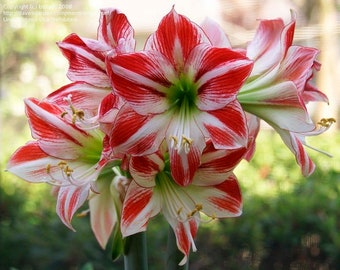 AMARYLLIS SEEDS: Very Limited Supply; 10+ Seed from Amaryllis Ambiance, Free Shipping to Continental USA; Also ship to Canada