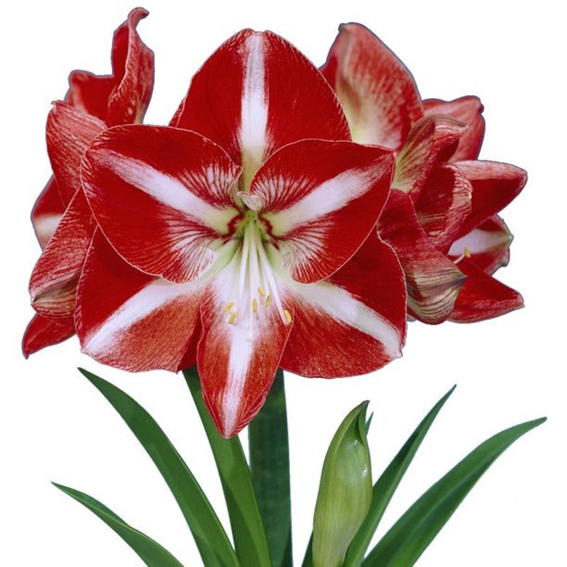 Seed New Harvest 6 AMARYLLIS STARGAZER Seed