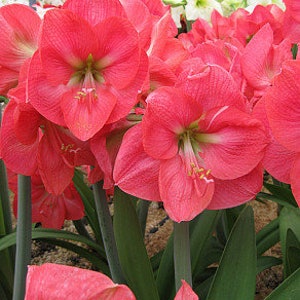 Amaryllis BULB, BOLERO: Large Bare-Root Bulb 26-28cm Ready to Pot Up