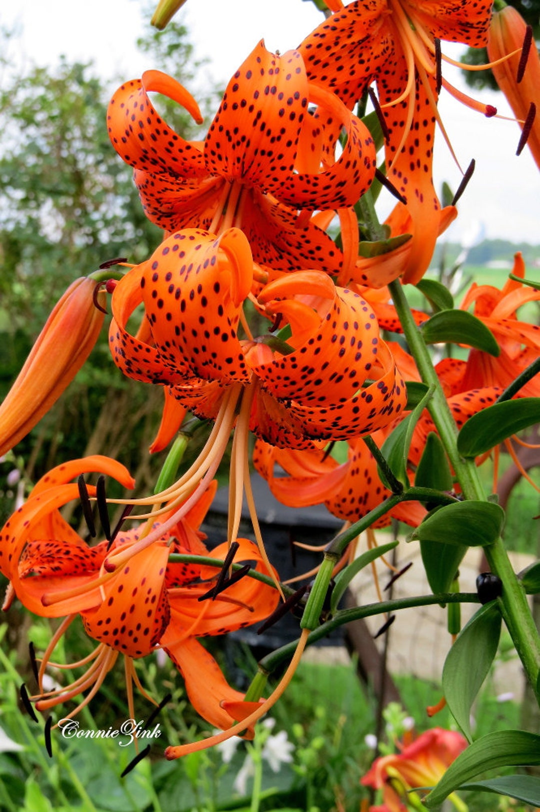 LIMITED SUPPLY, Nine (9+) Tiger Lily Bulblets, New Harvest - Etsy