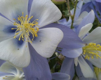 SEEDS, Late Summer Harvest: Sky Blue Columbine Seeds, Large 2-3" Blooms, 20+ Seeds, Free Shipping within Continental USA