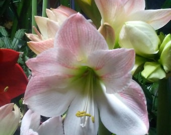 Amaryllis SEED Mix; INDOOR Gardening, 12-15+ Mixed Amaryllis Seed, New Harvested; Free Shipping to Continental USA; Also ship to Canada