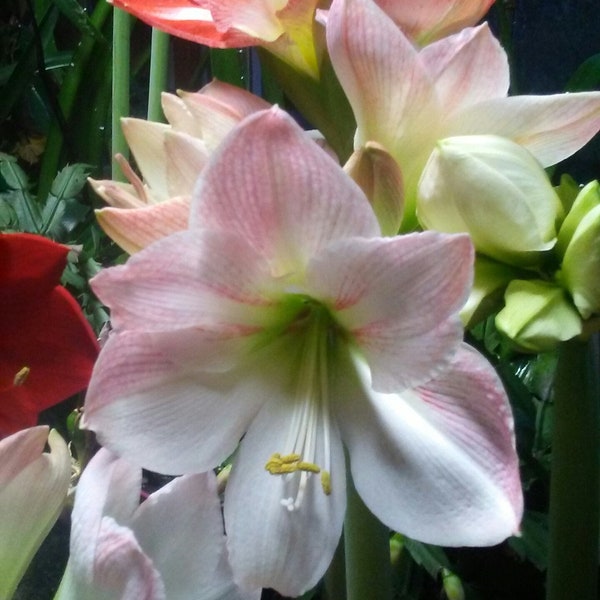 Amaryllis SEED Mix; INDOOR Gardening, 12-15+ Mixed Amaryllis Seed, New Harvested; Free Shipping to Continental USA; Also ship to Canada