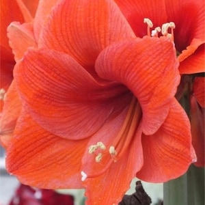 Large BULB:  Naranja Amaryllis, Very Large 36-38 cm Bulb, Winter Blooming Plus Growing Instructions.