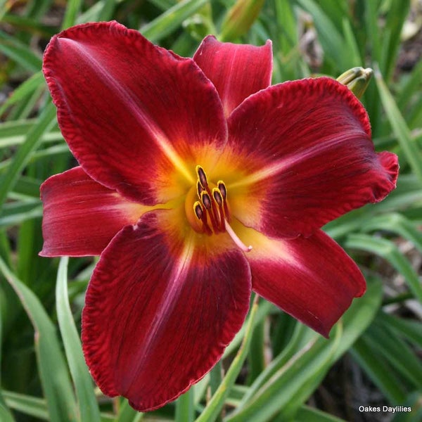 10 seed from Red Volunteer Daylily