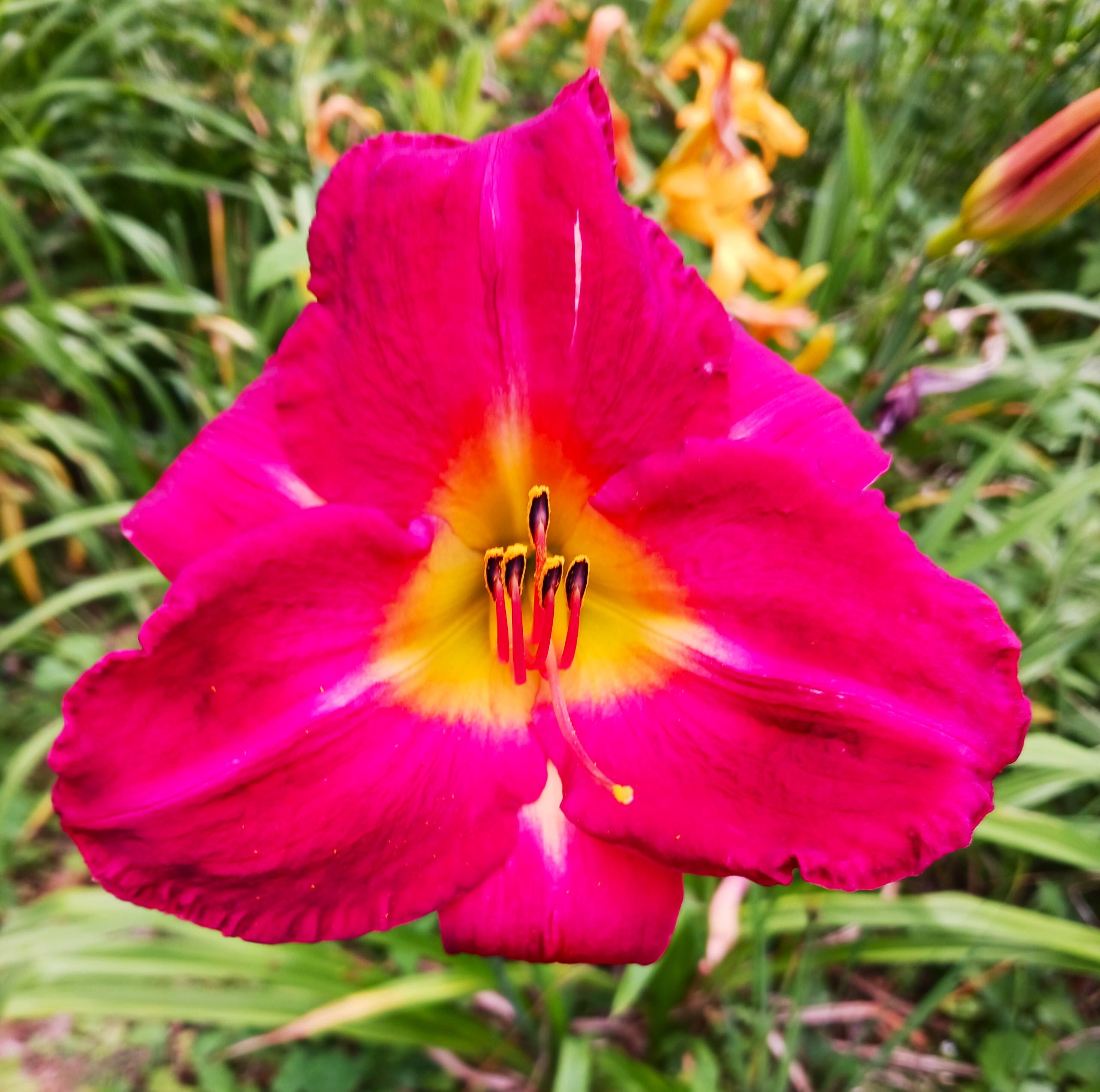 DAYLILY SEEDS From Raspberry Sizzle: Large Raspberry Pink-red 6