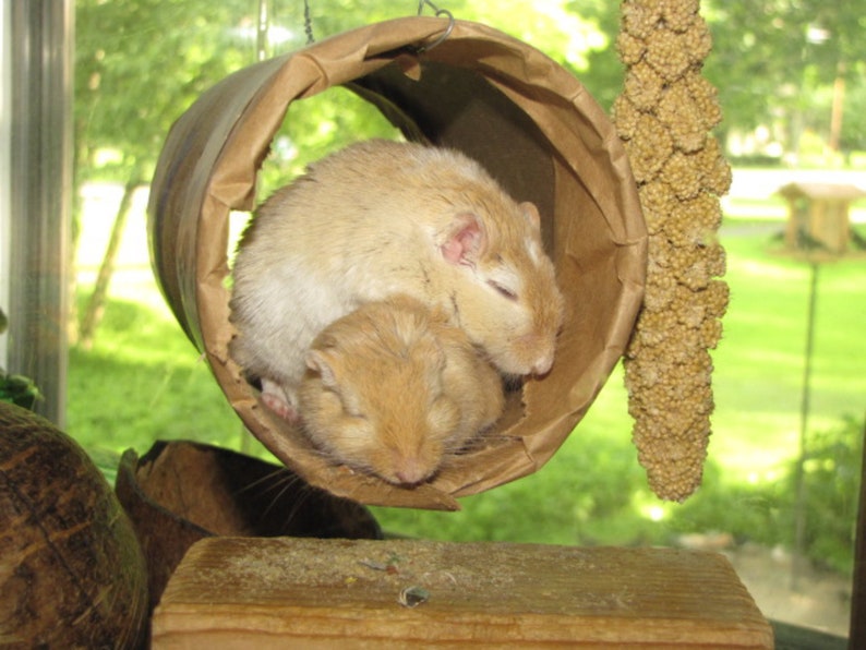 Tiny Tube with a View--fun for gerbils and other small pocket pets