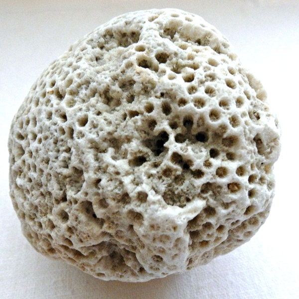 White Nautical Brain Coral