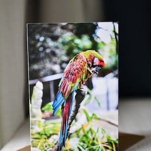 Lovely Parrot