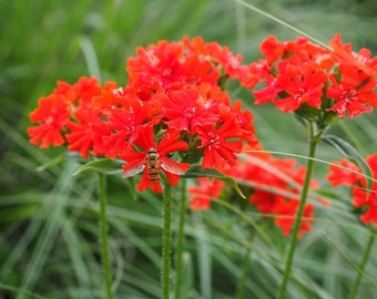 Maltese Cross Flower Seeds, Jerusalem Sage Seeds, Scarlet Lightning, Organic Flower Seeds