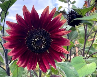 20 Chocolate Cherry Sunflower Seeds Plants Garden Planting - Etsy