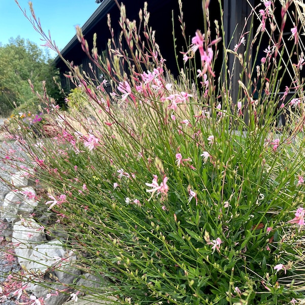 Gaura Seeds, Gaura lindheimeri Seeds, Flower Seeds, Butterfly Garden Seeds