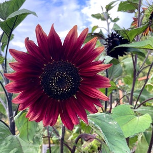 Chocolate Cherry Sunflower Seeds, Sunflower Seeds, Flower Seeds, Helianthus Seeds, Annual Flower Seeds