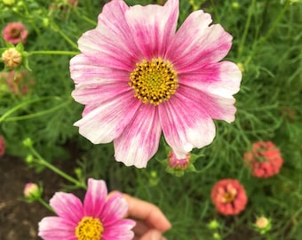 Cosmos 'Daydream' Seeds, Cosmos Seeds, Flower Seeds, Organic Flower Seeds, Butterfly Garden Seeds