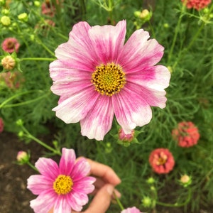 Cosmos &#39;Daydream&#39; Seeds, Cosmos Seeds, Flower Seeds, Organic Flower Seeds, Butterfly Garden Seeds