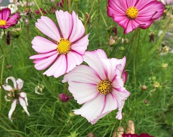 Picotee Cosmos Seeds, Cosmos Seeds, Flower Seeds, Cosmos Flower Seeds, Organic Flower Seeds, Butterfly Garden Seeds