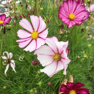 Picotee Cosmos Seeds, Cosmos Seeds, Flower Seeds, Cosmos Flower Seeds, Organic Flower Seeds, Butterfly Garden Seeds