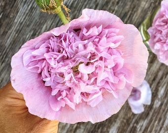 Violet Blush Poppy Seeds, Poppy Seeds, Lavender Poppy Seeds, Poppy Flower Seeds, Butterfly Garden Seeds