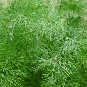 May include: Close-up of a bunch of green dill plants. The feathery leaves are arranged in a dense cluster, creating a lush and vibrant texture.