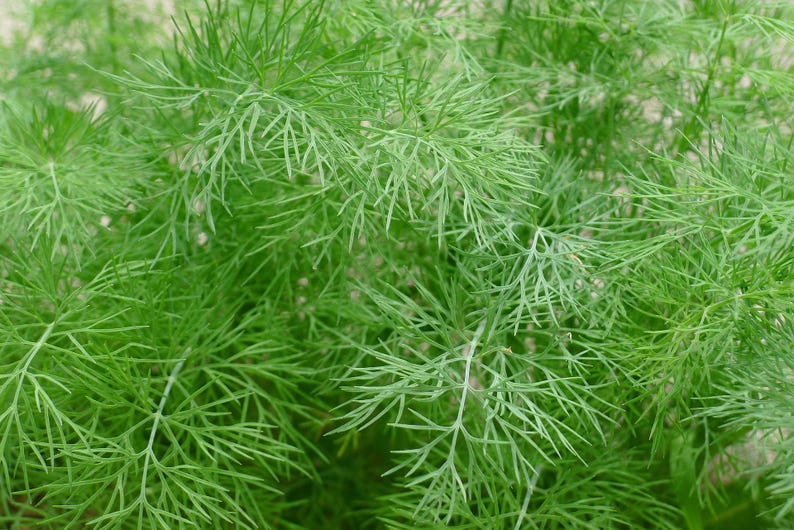 May include: Close-up of a bunch of green dill plants. The feathery leaves are arranged in a dense cluster, creating a lush and vibrant texture.