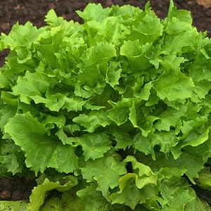 Tango Lettuce Seeds