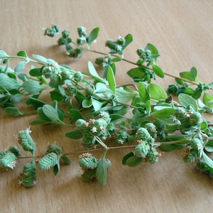 Oregano Herb Seeds, Oregano Seeds, Greek Oregano Seeds, Herb Seeds, Herb Garden Seeds, Organic Herb Seeds, Organic Oregano Seeds