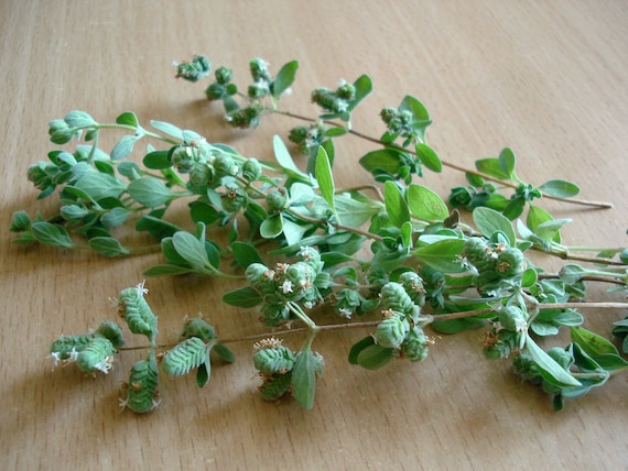 Oregano Herb Seeds, Oregano Seeds, Greek Oregano Seeds, Herb Seeds, Herb Garden Seeds, Organic Herb Seeds, Organic Oregano Seeds
