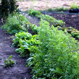 Cilantro Herb Seeds - Slow Bolt and Leisure Splits, Cilantro Seeds, Organic Herb Seeds, Organic Cilantro Seeds, Herb Garden Seeds