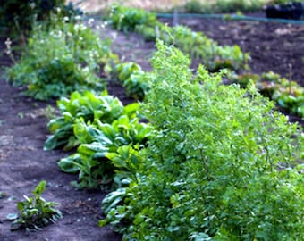 Cilantro Herb Seeds - Slow Bolt and Leisure Splits, Cilantro Seeds, Organic Herb Seeds, Organic Cilantro Seeds, Herb Garden Seeds