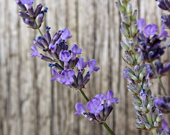 Munstead English Lavender Seeds, Fragrant Perennial Herbs