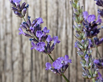 Lavender Seeds English Munstead, Perennial Lavender, Drought Tolerant, Water Wise Gardening, Herbal Tea, Herb Garden, Fragrant Lavender