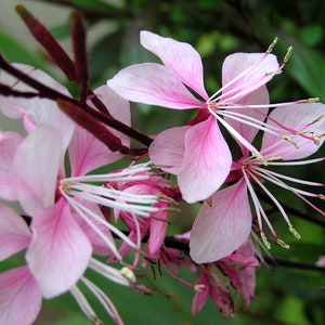May include: Close-up of pink flowers with white centers and long, thin petals. The flowers are blooming on a branch with dark red stems.